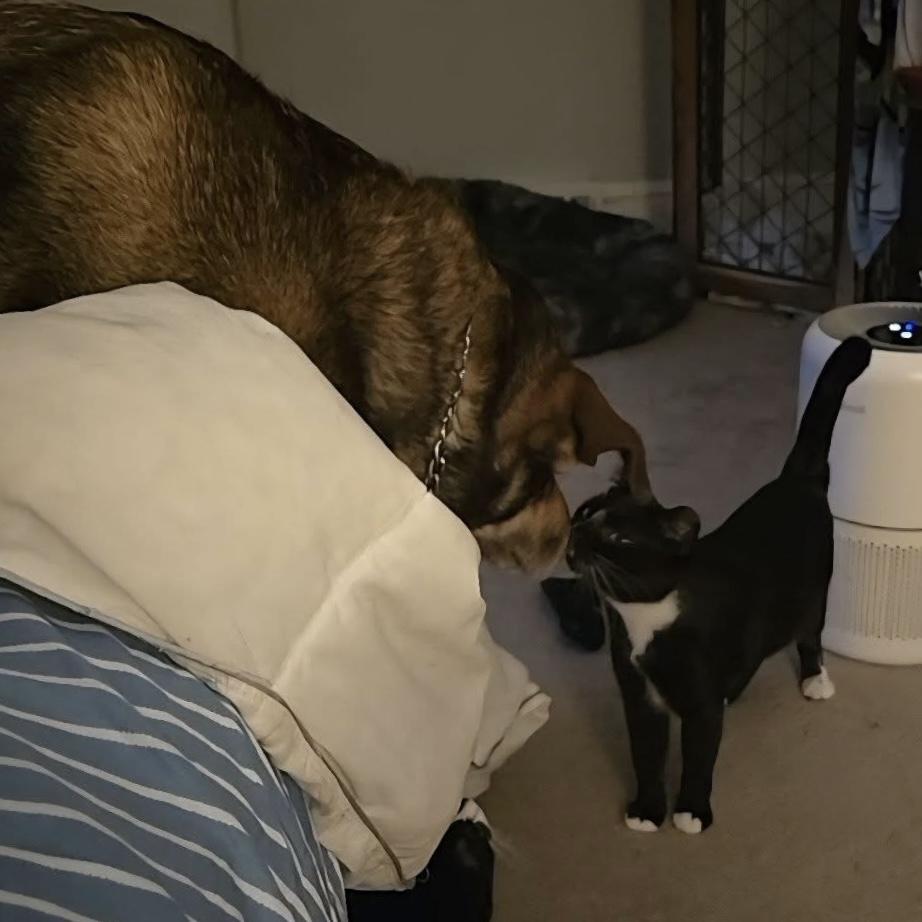 Enid & Wednesday, a Adoptable Domestic Short Hair in Westville, NJ image 2/3