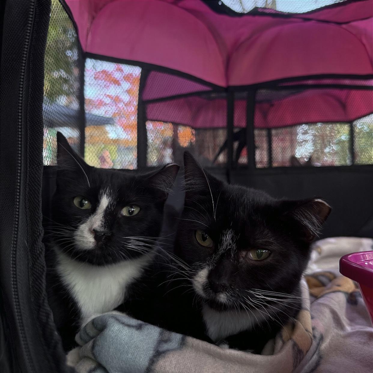 Enid & Wednesday, a Adoptable Domestic Short Hair in Westville, NJ image 3/3