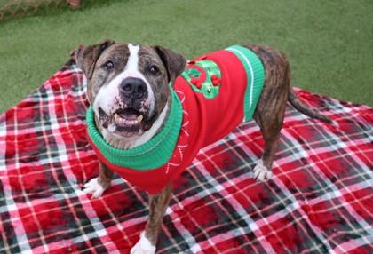 Pablo, Adoptable, Senior Male Mixed Breed.