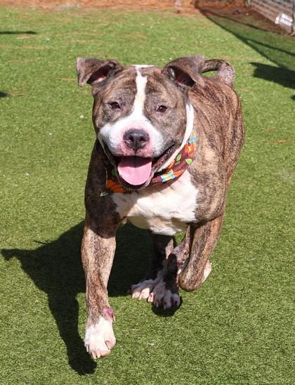 Enlarge Pablo, a Adoptable Mixed Breed in Athens, GA image 3/4