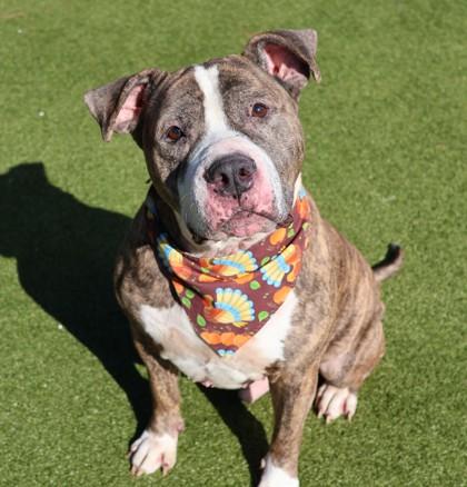 Enlarge Pablo, a Adoptable Mixed Breed in Athens, GA image 4/4