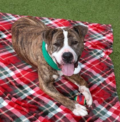 Pablo, Adoptable, Senior Male Mixed Breed.