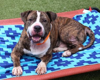 Enlarge Pablo, a Adoptable Mixed Breed in Athens, GA image 2/4