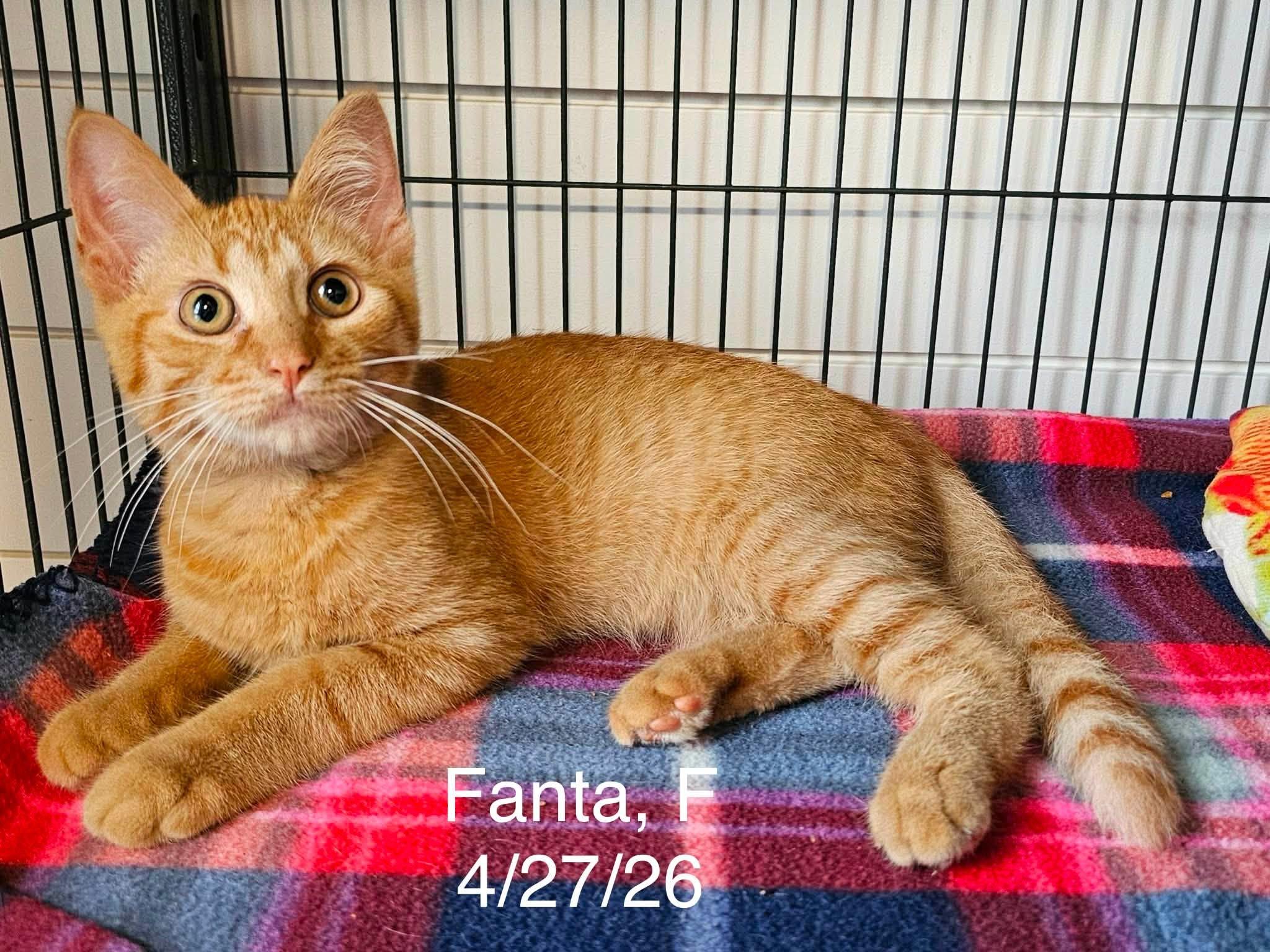 Enlarge Fanta, a Adoptable Domestic Short Hair in Gouverneur, NY image 2/2