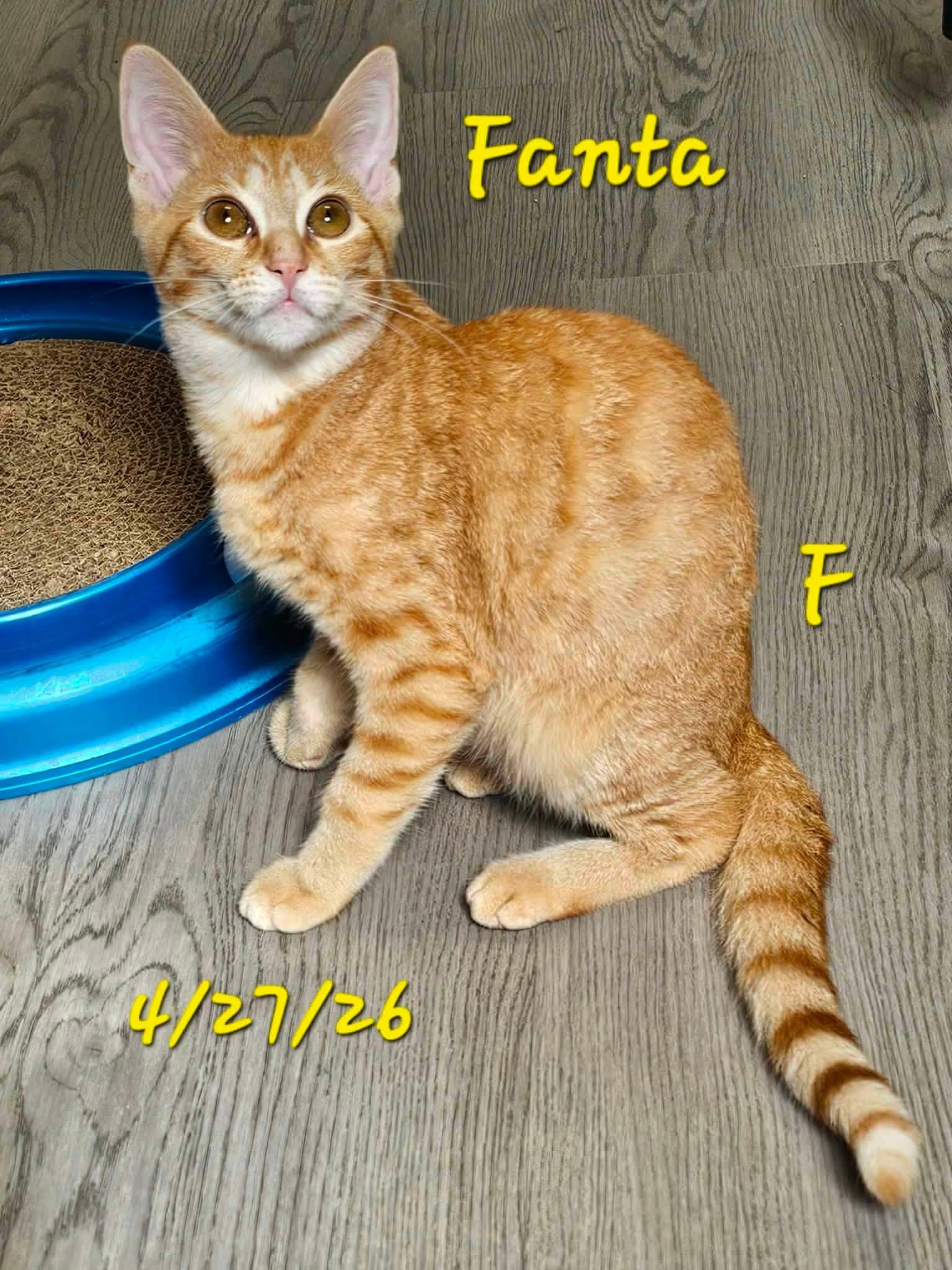 Enlarge Fanta, a Adoptable Domestic Short Hair in Gouverneur, NY image 1/2