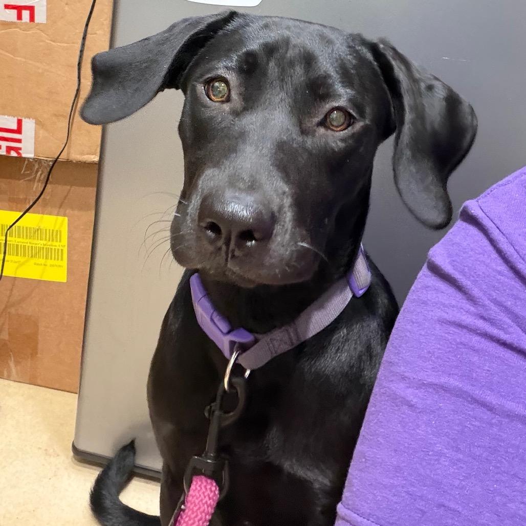 Enlarge Honey, an adopted Black Labrador Retriever in Sebring, FL image 1/1
