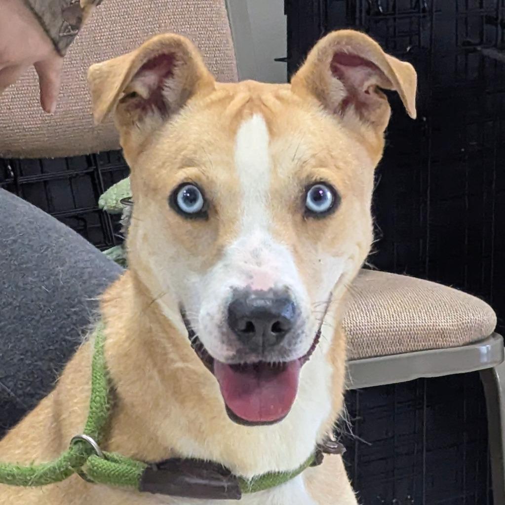Sloane, Adopted, Adult Female Labrador Retriever.