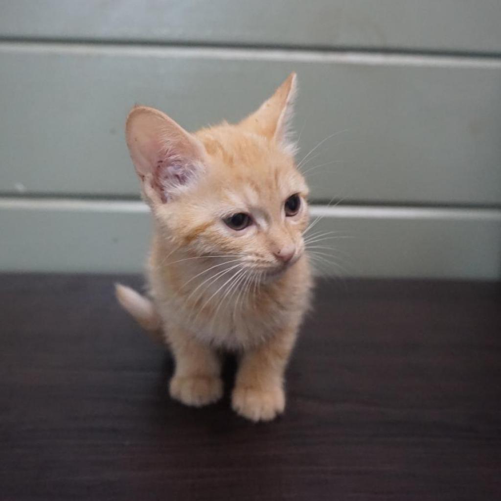 Enlarge Forrest, a Adoptable Domestic Short Hair image 1/5