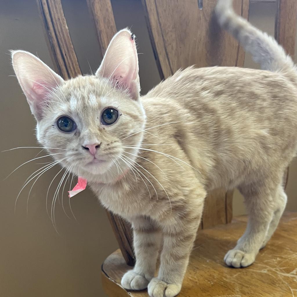 Enlarge Forrest, a Adoptable Domestic Short Hair image 2/5