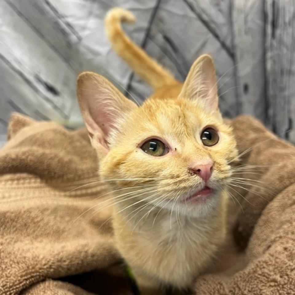 Enlarge Forrest, a Adoptable Domestic Short Hair image 3/5