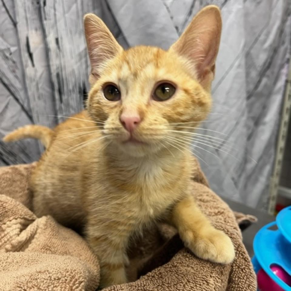 Enlarge Forrest, a Adoptable Domestic Short Hair image 4/5