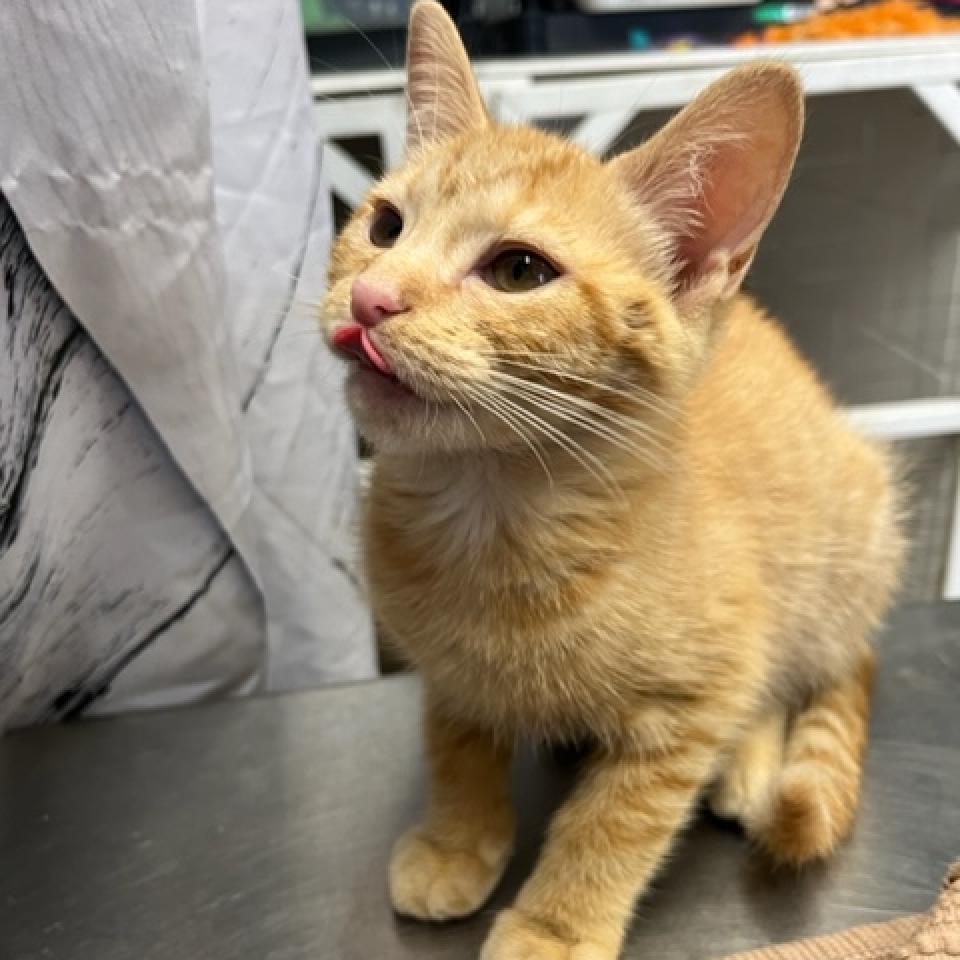 Enlarge Forrest, a Adoptable Domestic Short Hair image 5/5