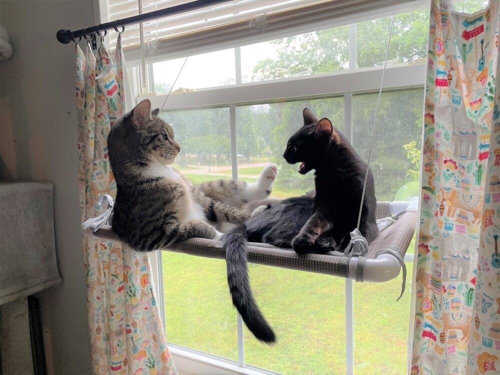 Enlarge Matey, a Adoptable Domestic Short Hair in Cary, NC image 2/4