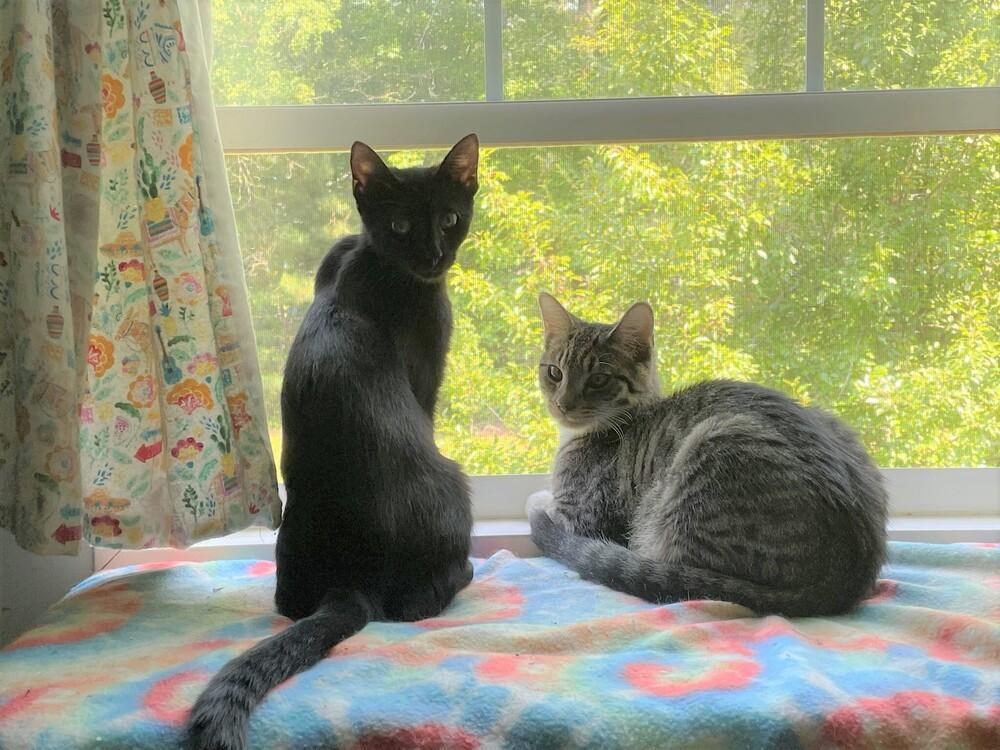 Enlarge Matey, a Adoptable Domestic Short Hair in Cary, NC image 4/4