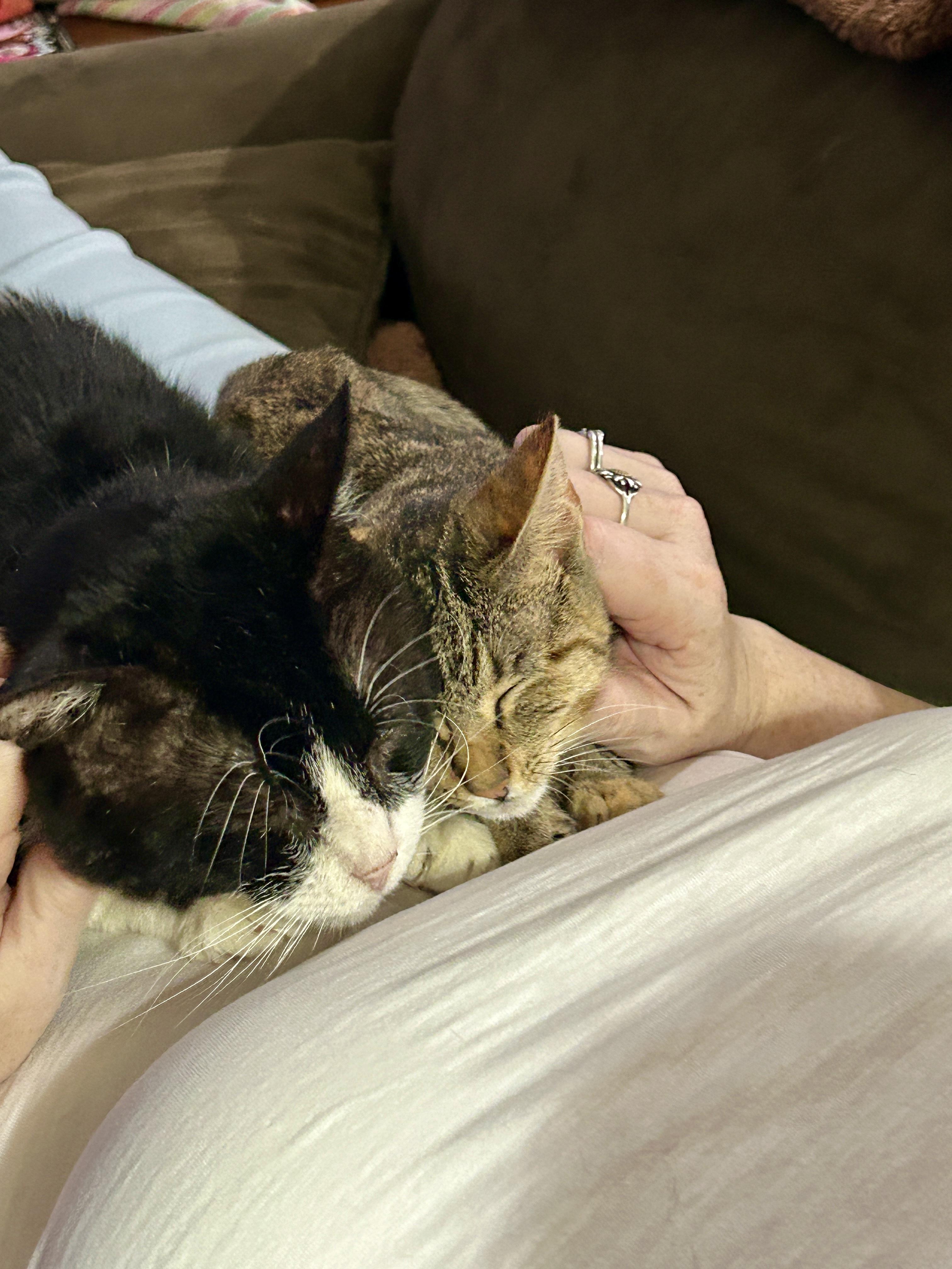 Enlarge Pongo (FIV+), a Adoptable Domestic Short Hair in Kent, WA image 4/6