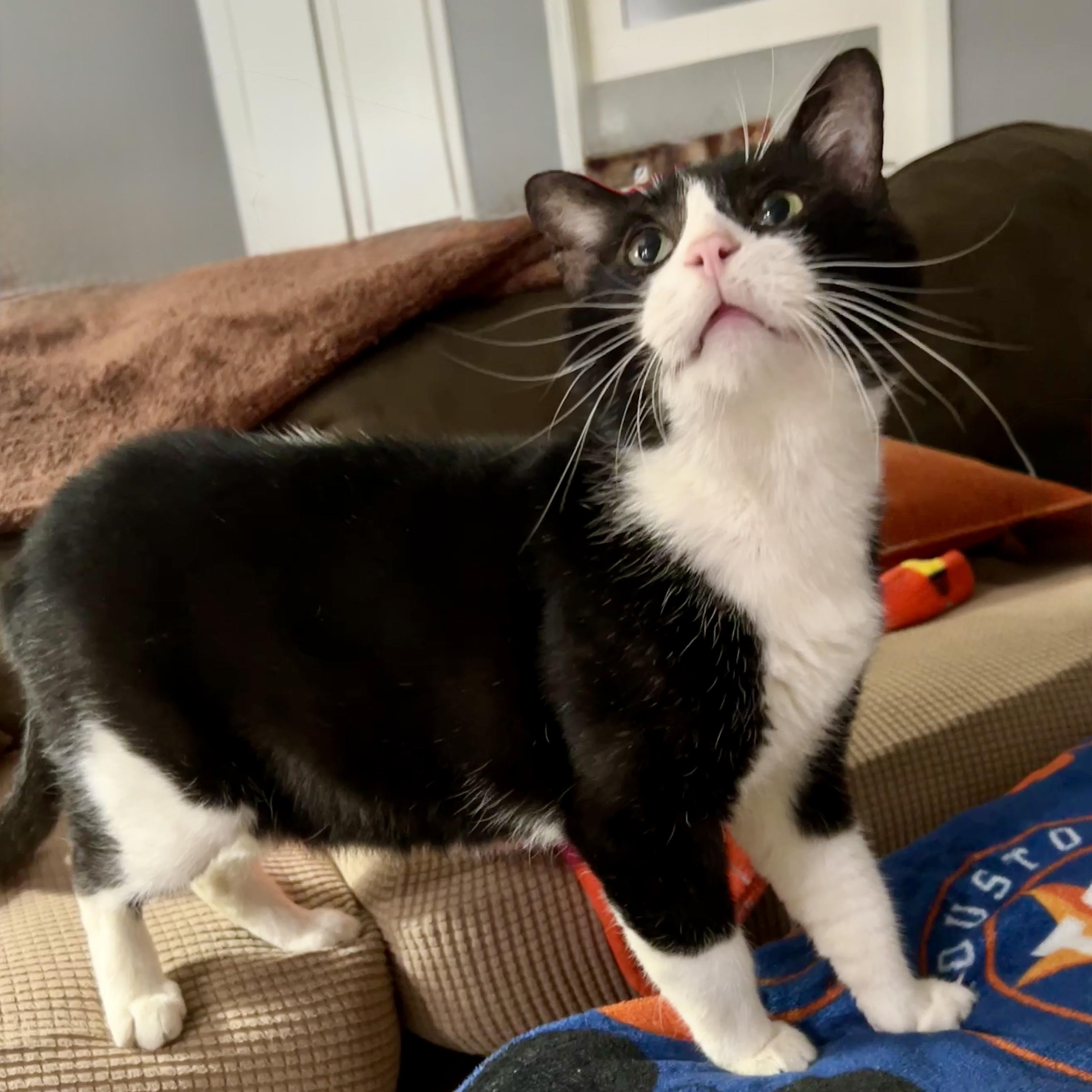 Enlarge Pongo (FIV+), a Adoptable Domestic Short Hair in Kent, WA image 1/6