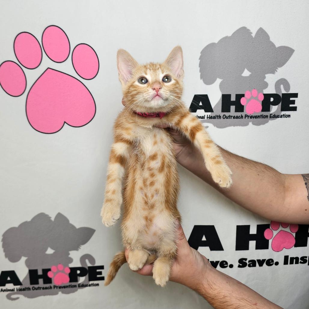 Ranch, Adoptable, Kitten Female American Shorthair.