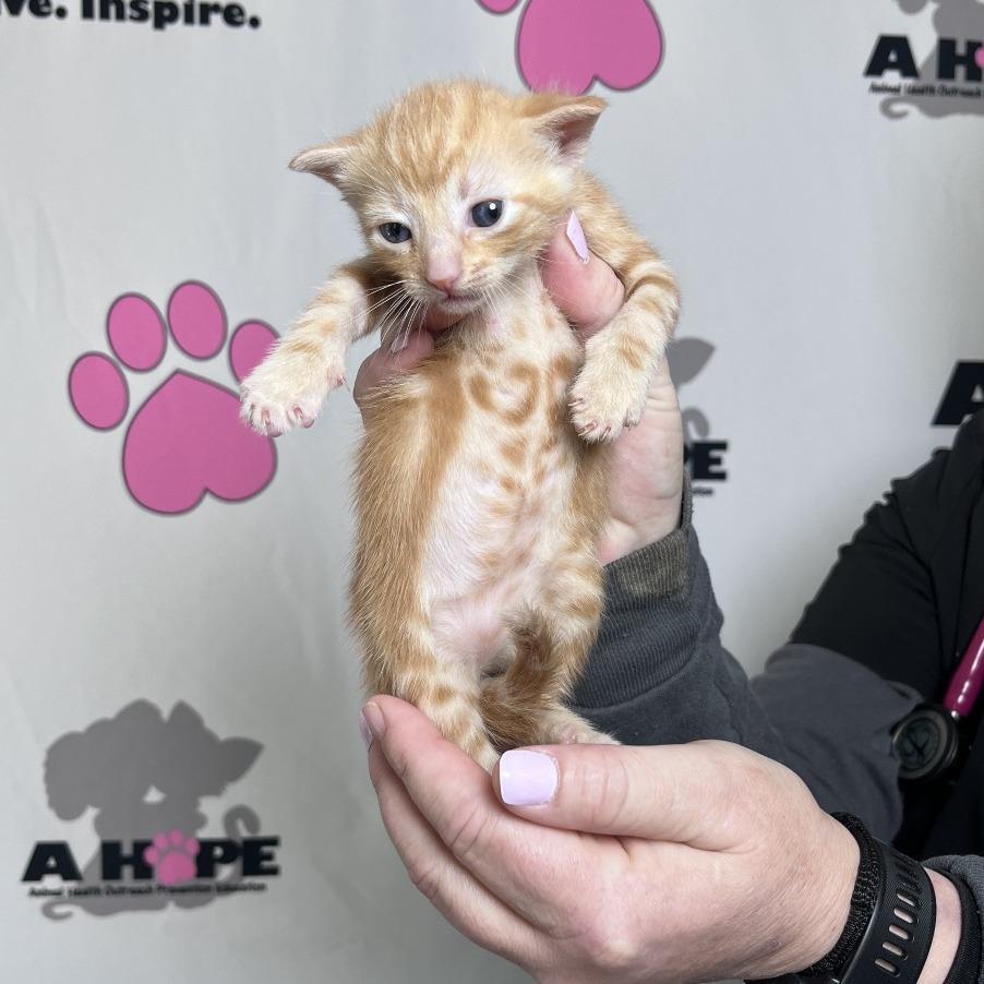 Ranch, Adoptable, Kitten Female American Shorthair.