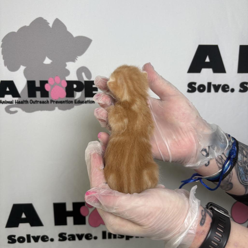 Enlarge Ranch, a Adoptable mixed breed in Milton, FL image 2/6