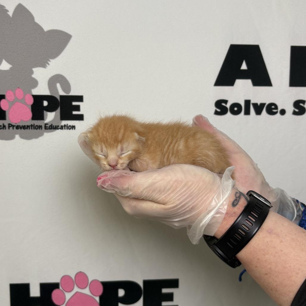 Enlarge Ranch, a Adoptable mixed breed in Milton, FL image 3/6