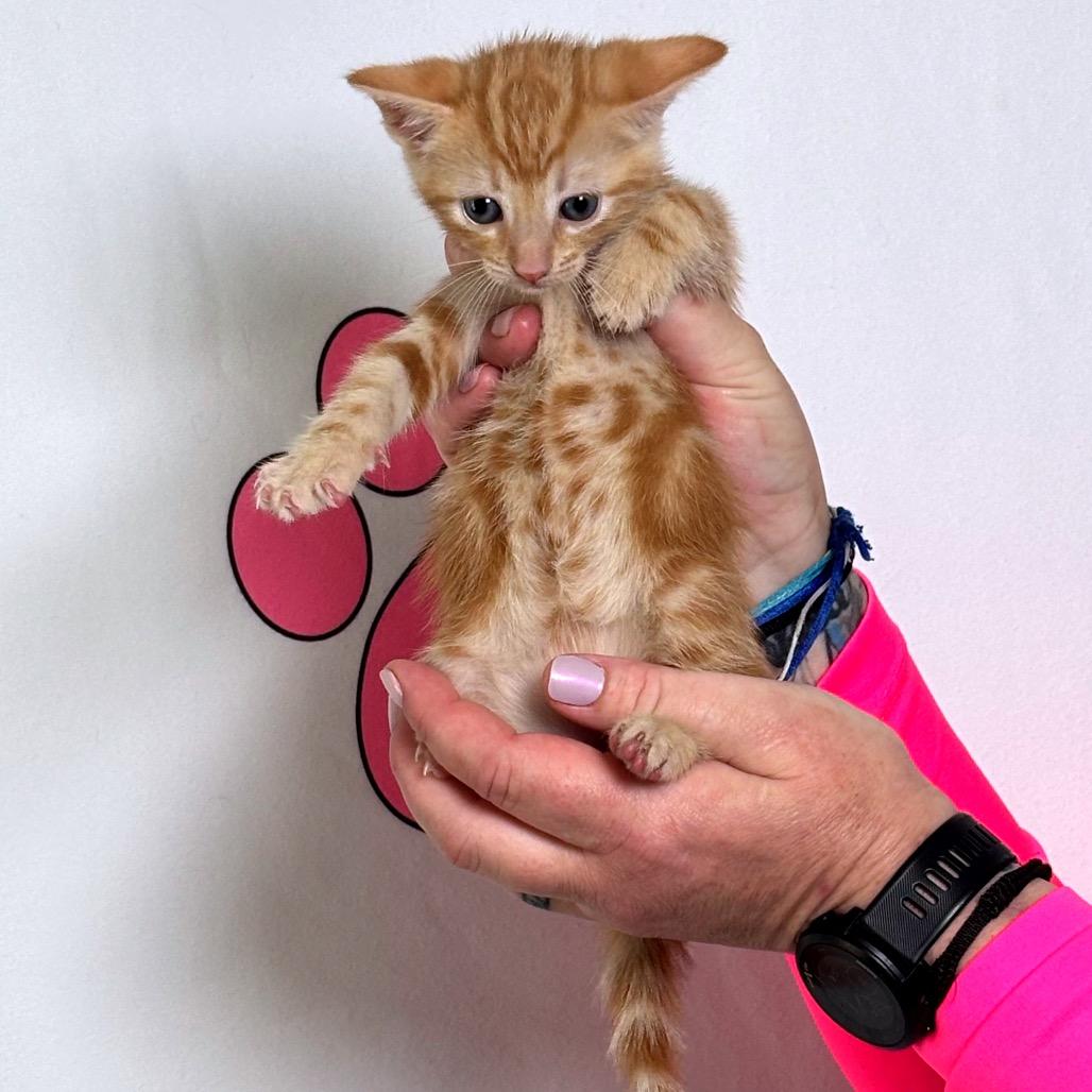 Enlarge Ranch, a Adoptable mixed breed in Milton, FL image 4/6