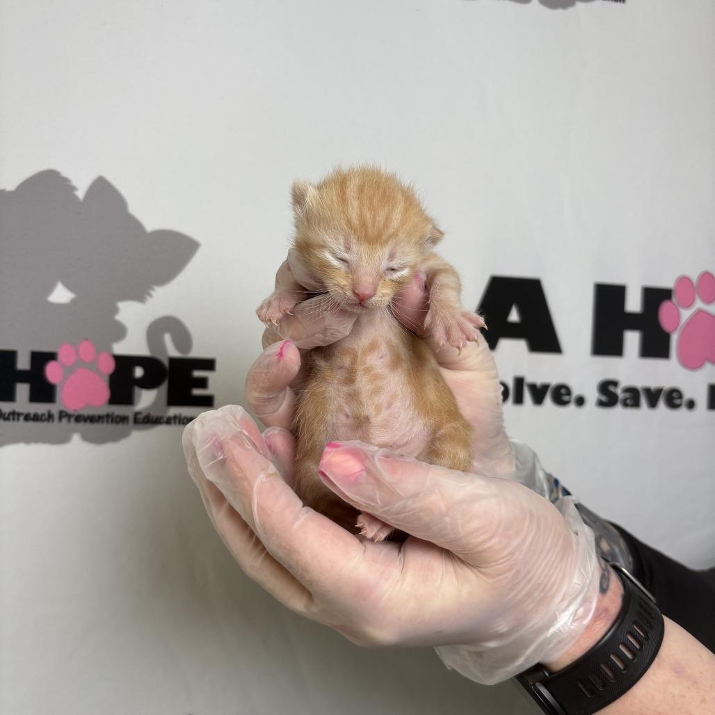 Enlarge Ranch, a Adoptable mixed breed in Milton, FL image 5/6