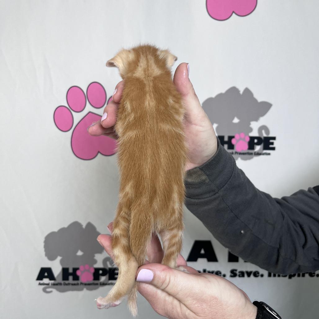 Enlarge Ranch, a Adoptable mixed breed in Milton, FL image 6/6