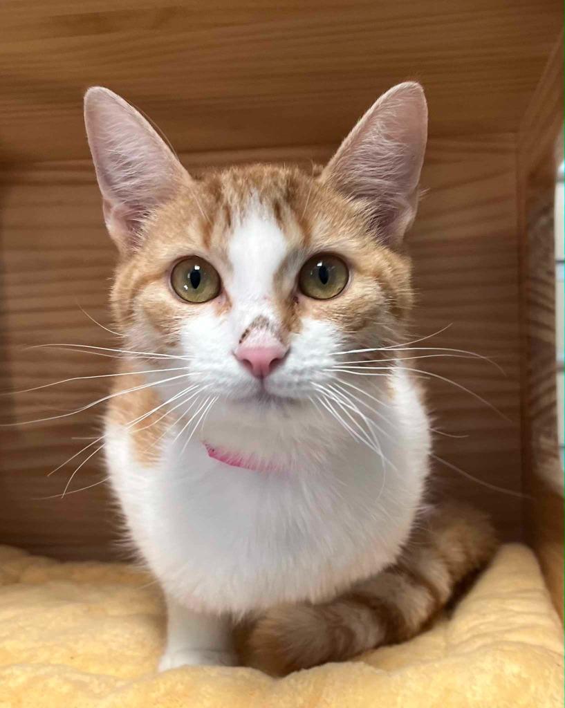 Enlarge Janus, an adopted Domestic Short Hair in New Philadelphia, OH image 1/1