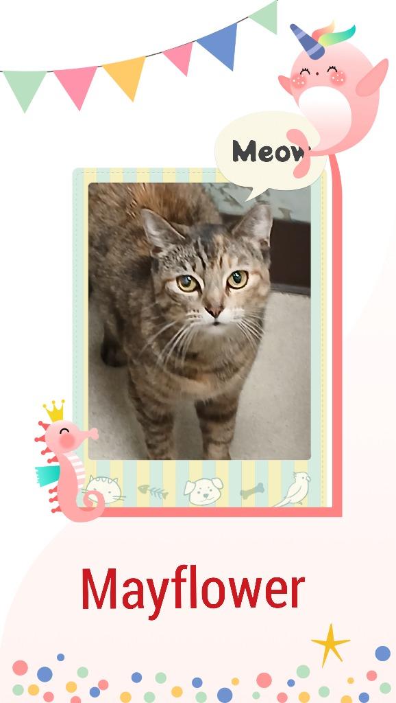 Enlarge Mayflower, a Adopted mixed breed in Utica, MI image 1/1