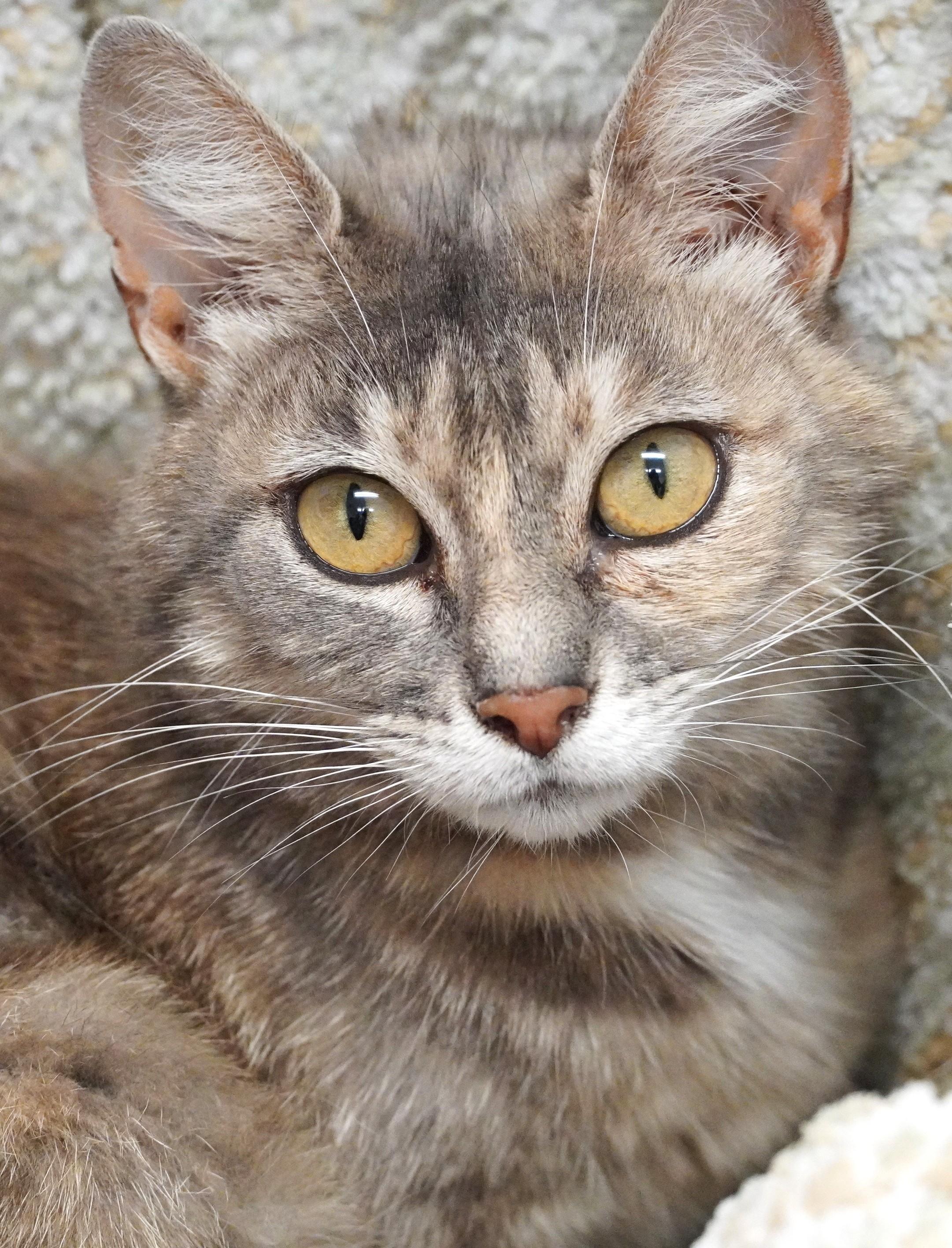 Enlarge Barb, a ADOPTABLE Domestic Short Hair in Grants Pass, OR image 2/2