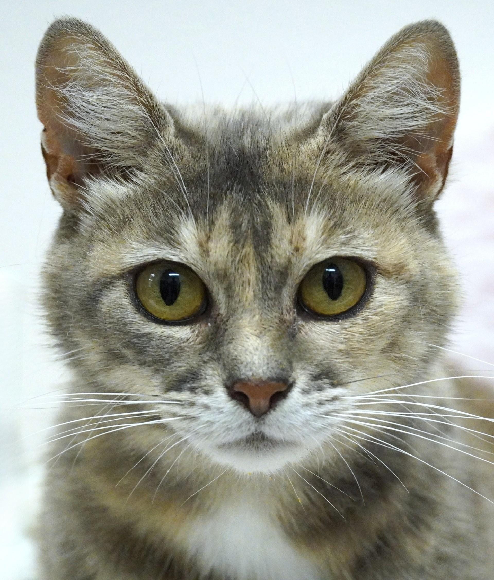 Barb, a ADOPTABLE Domestic Short Hair in Grants Pass, OR image 3/3
