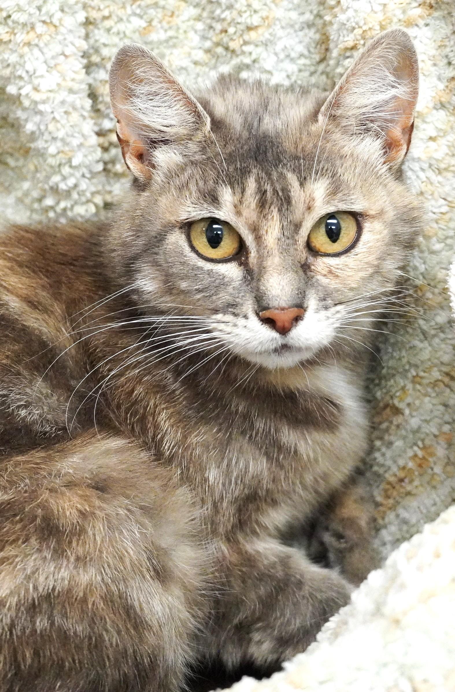 Barb, ADOPTABLE, Adult Female Domestic Short Hair.