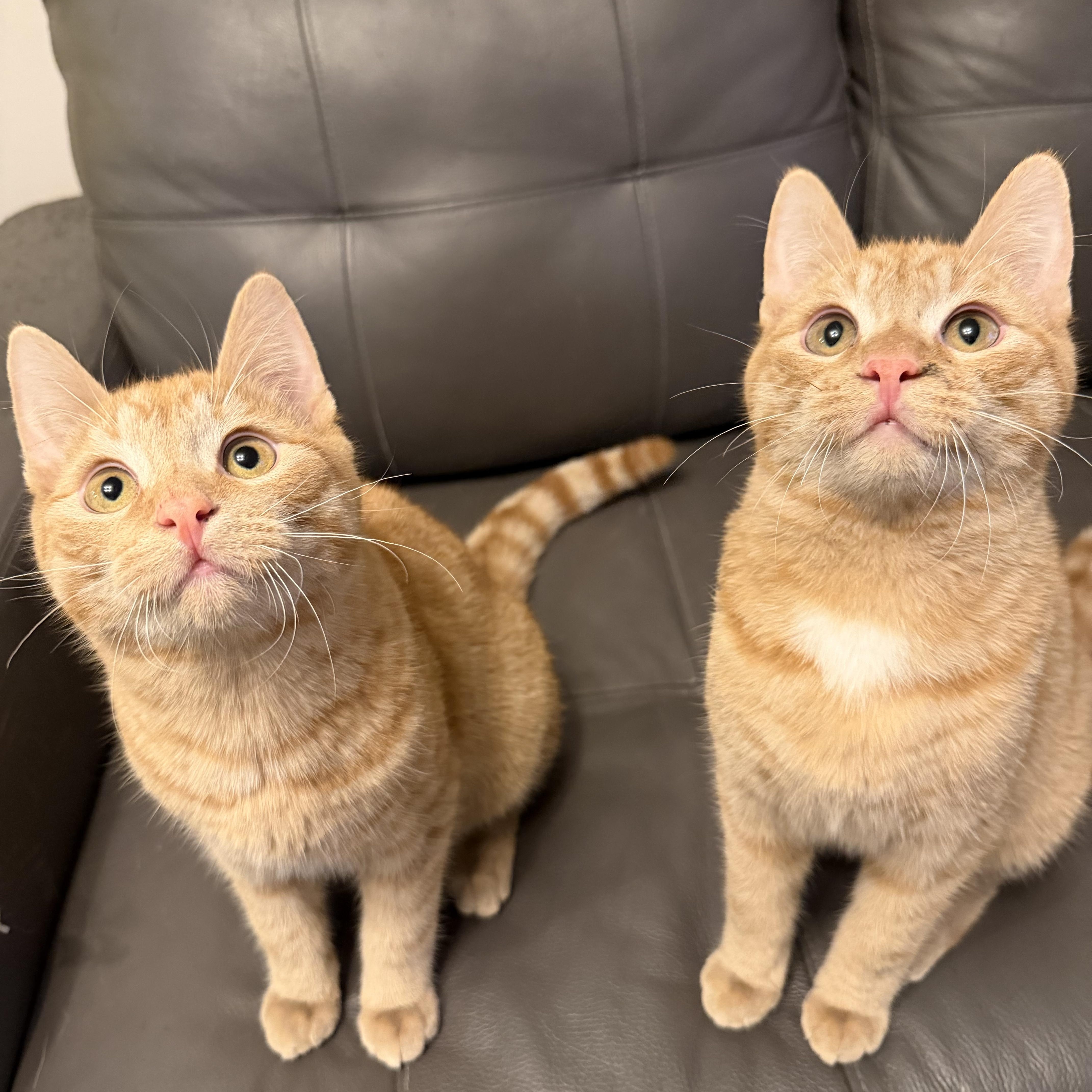 Enlarge Benson and Noah (Bonded), an adoptable Tabby in Hamilton, ON image 1/6