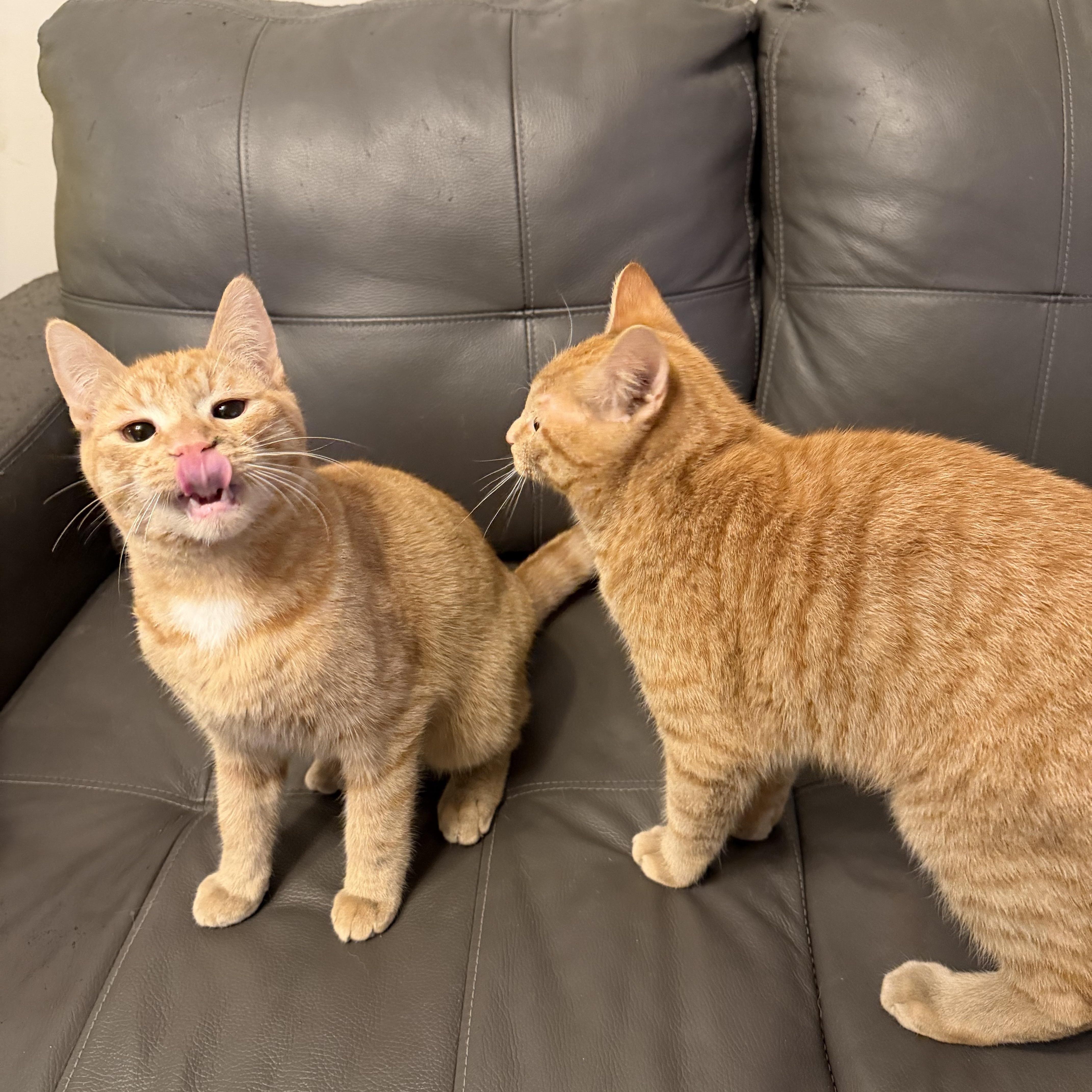 Enlarge Benson and Noah (Bonded), an adoptable Tabby in Hamilton, ON image 6/6