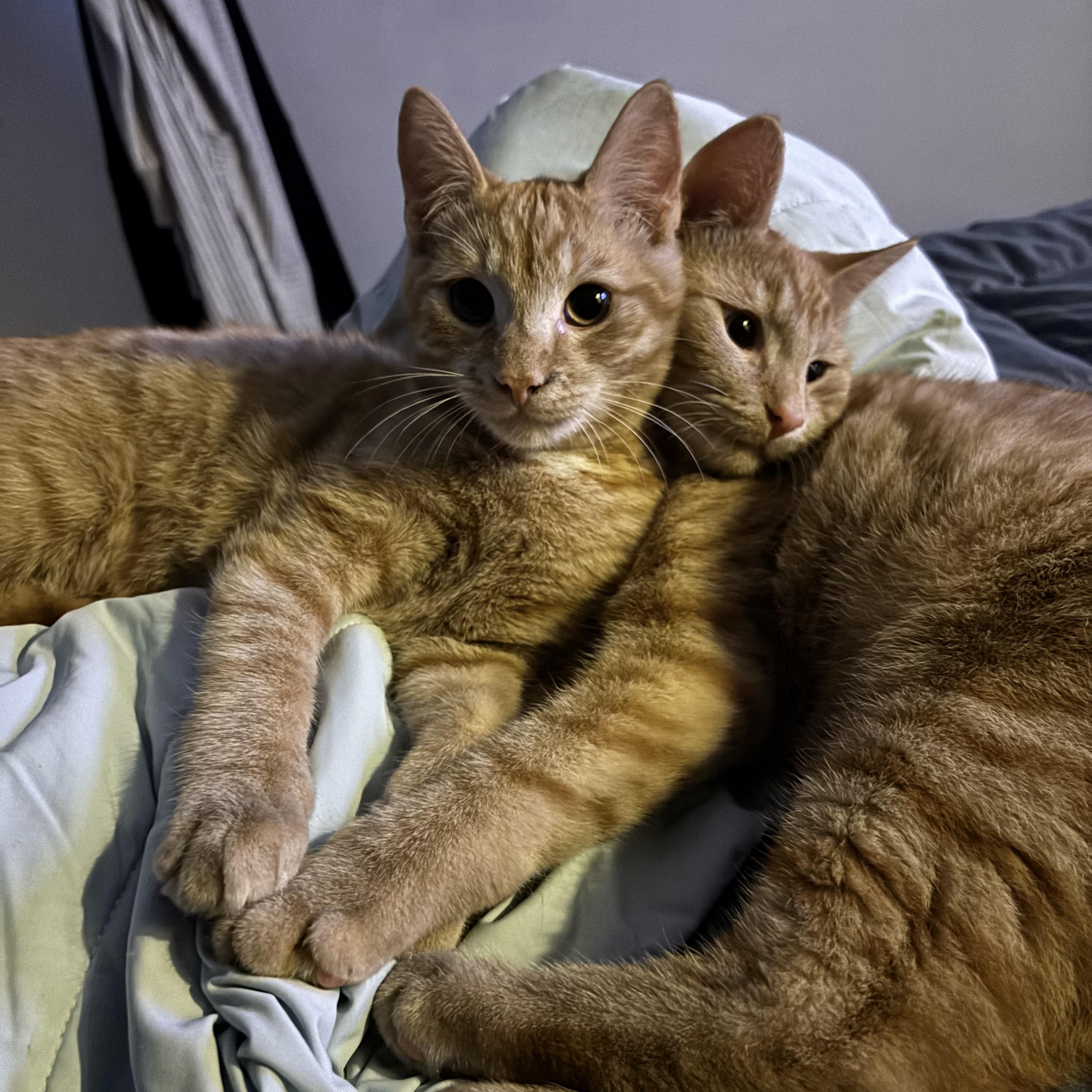 Benson and Noah (Bonded), Adoptable, Kitten Male Tabby.