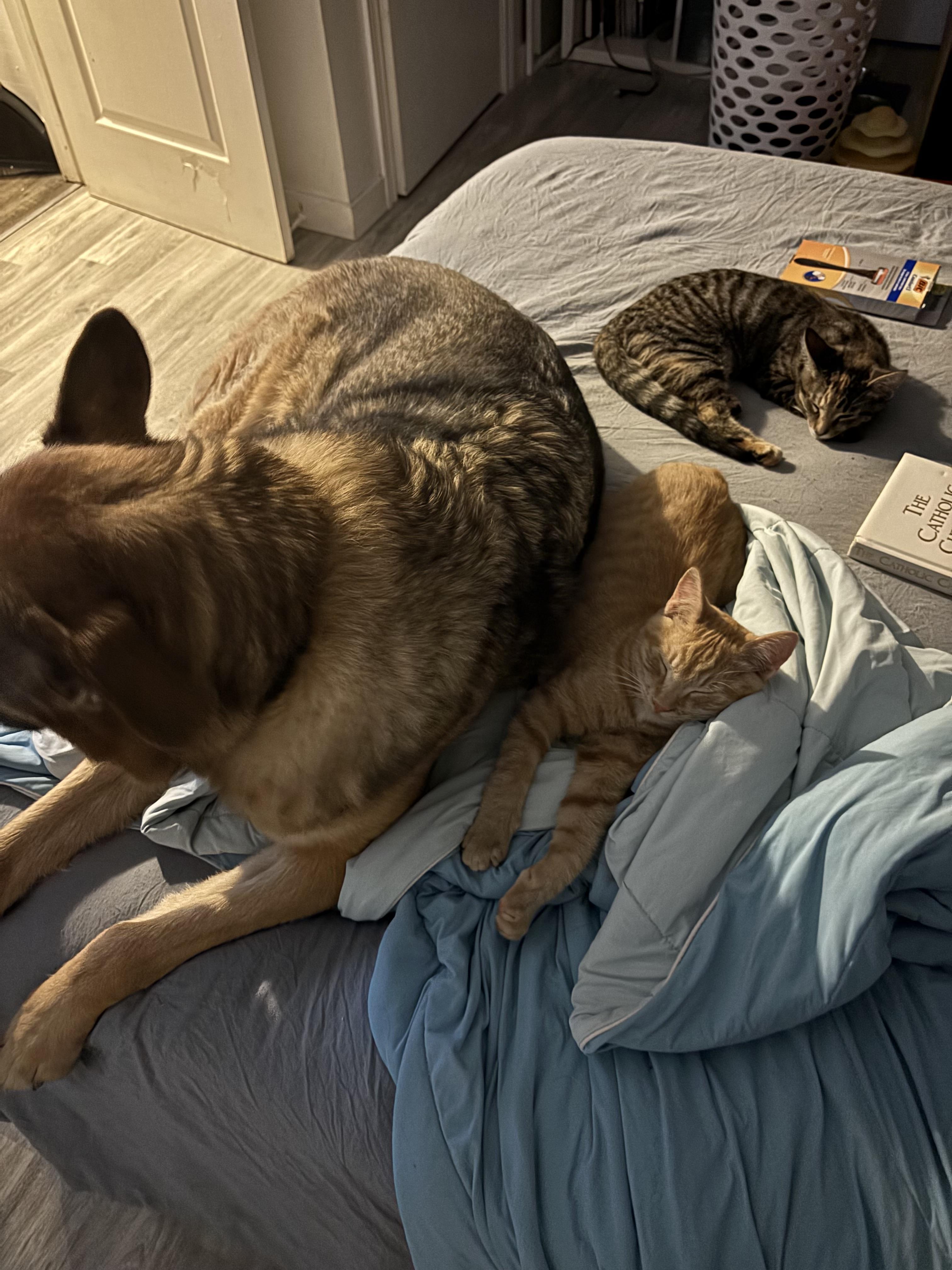 Enlarge Benson and Noah (Bonded), an adoptable Tabby in Hamilton, ON image 3/6