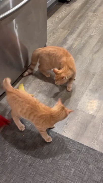 Enlarge Benson and Noah (Bonded), an adoptable Tabby in Hamilton, ON video 5/6