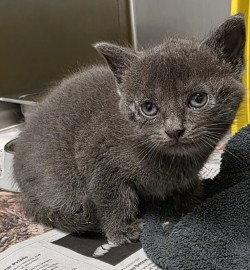 CA 128 Misty, Adoptable, Kitten Female Domestic Long Hair.