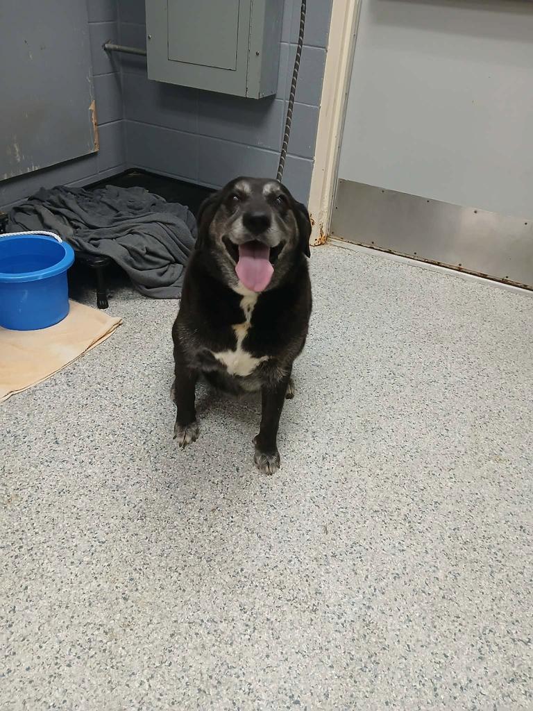 Bonnie, Adoptable, Senior Female Labrador Retriever.