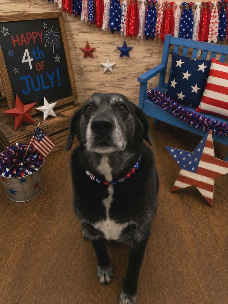Enlarge Bonnie, a Adoptable Labrador Retriever in Livingston, LA image 2/3