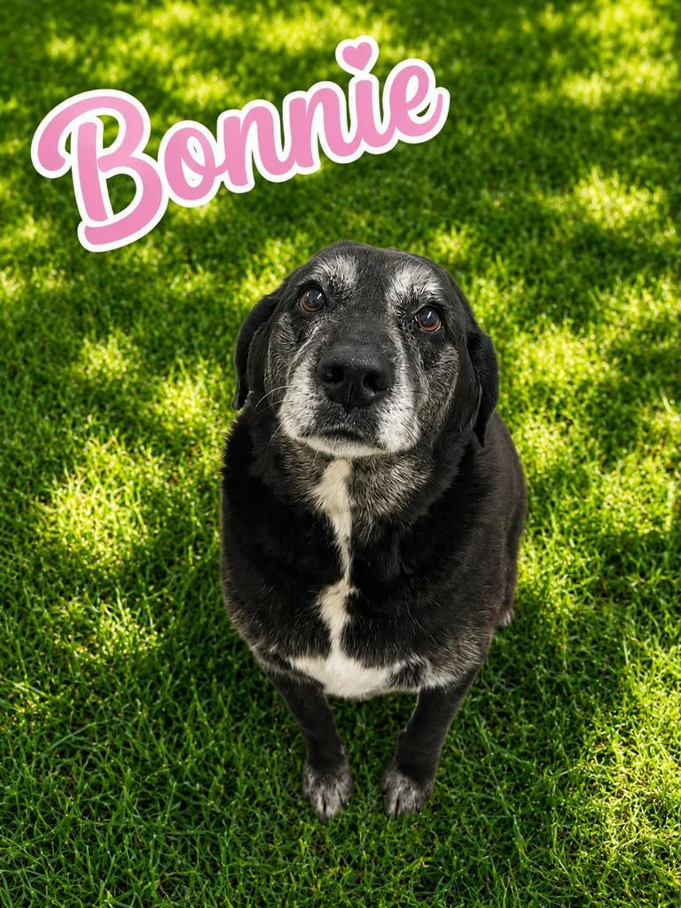 Enlarge Bonnie, a Adoptable Labrador Retriever in Livingston, LA image 3/3