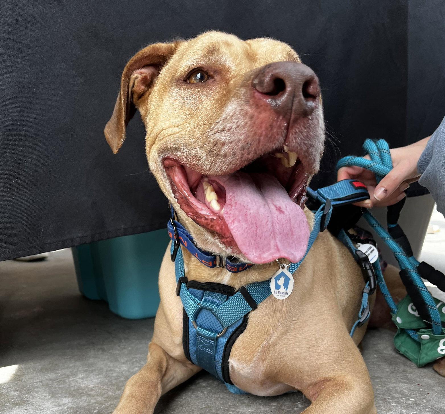 Scooby Doo, a Adoptable Terrier in Osteen, FL image 1/3