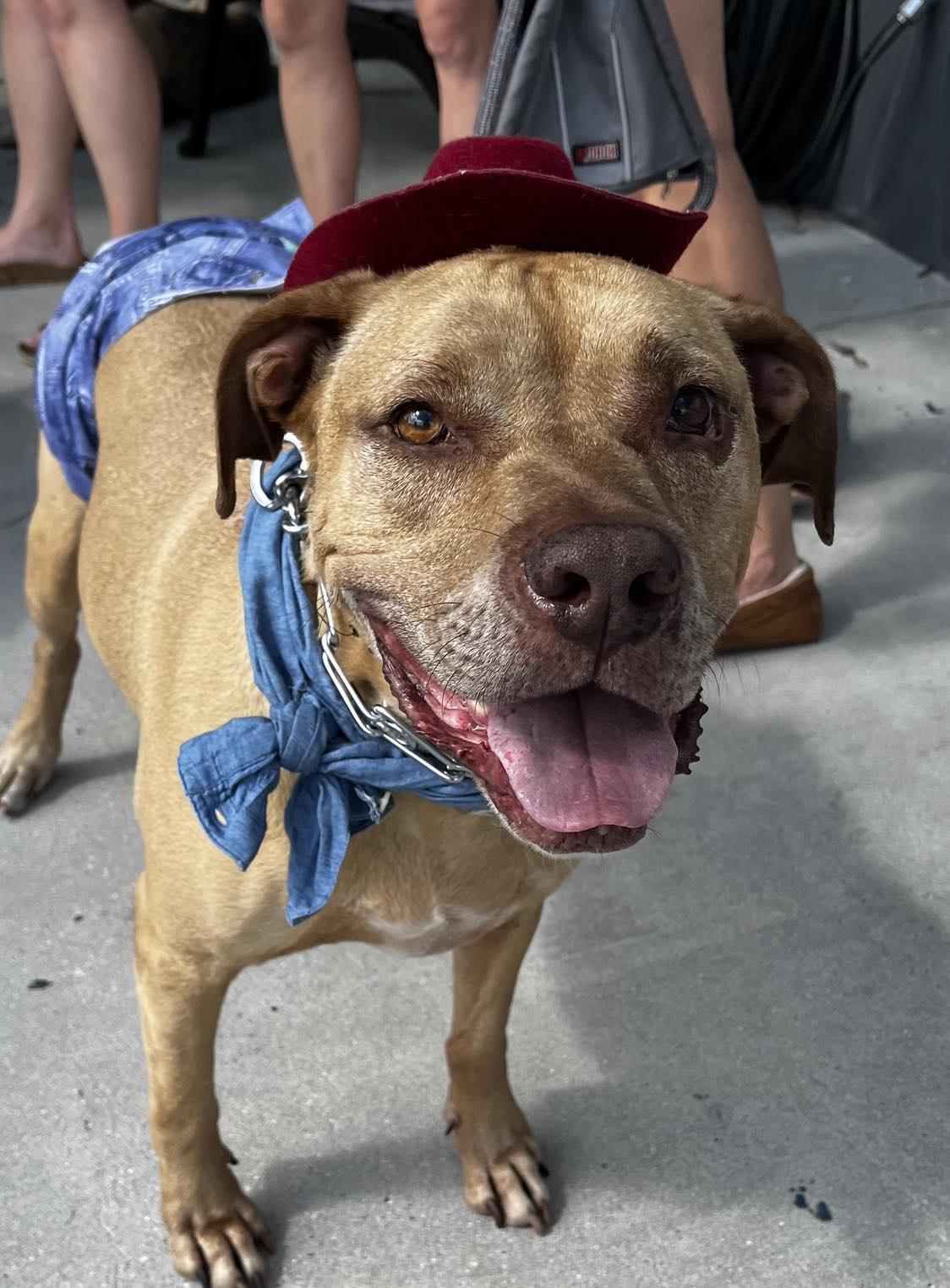 Enlarge Scooby Doo, a Adoptable Terrier in Osteen, FL image 1/6