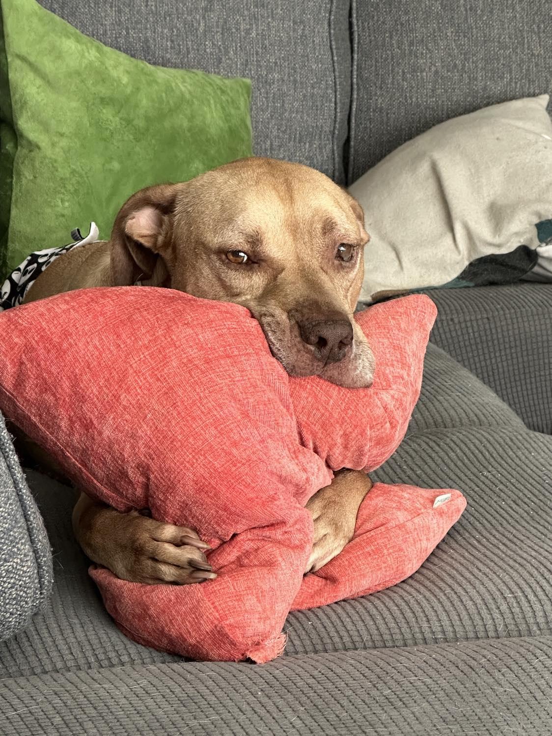 Enlarge Scooby Doo, a Adoptable Terrier in Osteen, FL image 2/6