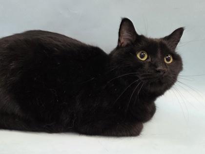 Bandit, a Adoptable mixed breed in Woodbury, MN image 1/3