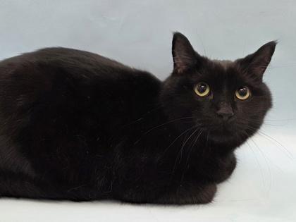 Bandit, a Adoptable mixed breed in Woodbury, MN image 2/3