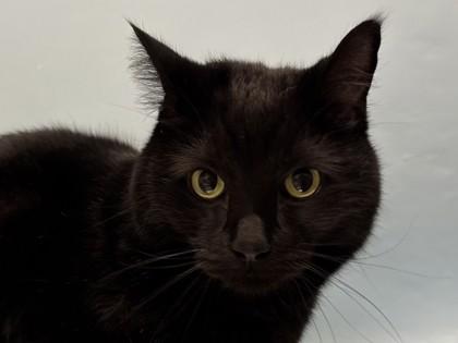 Bandit, a Adoptable mixed breed in Woodbury, MN image 3/3