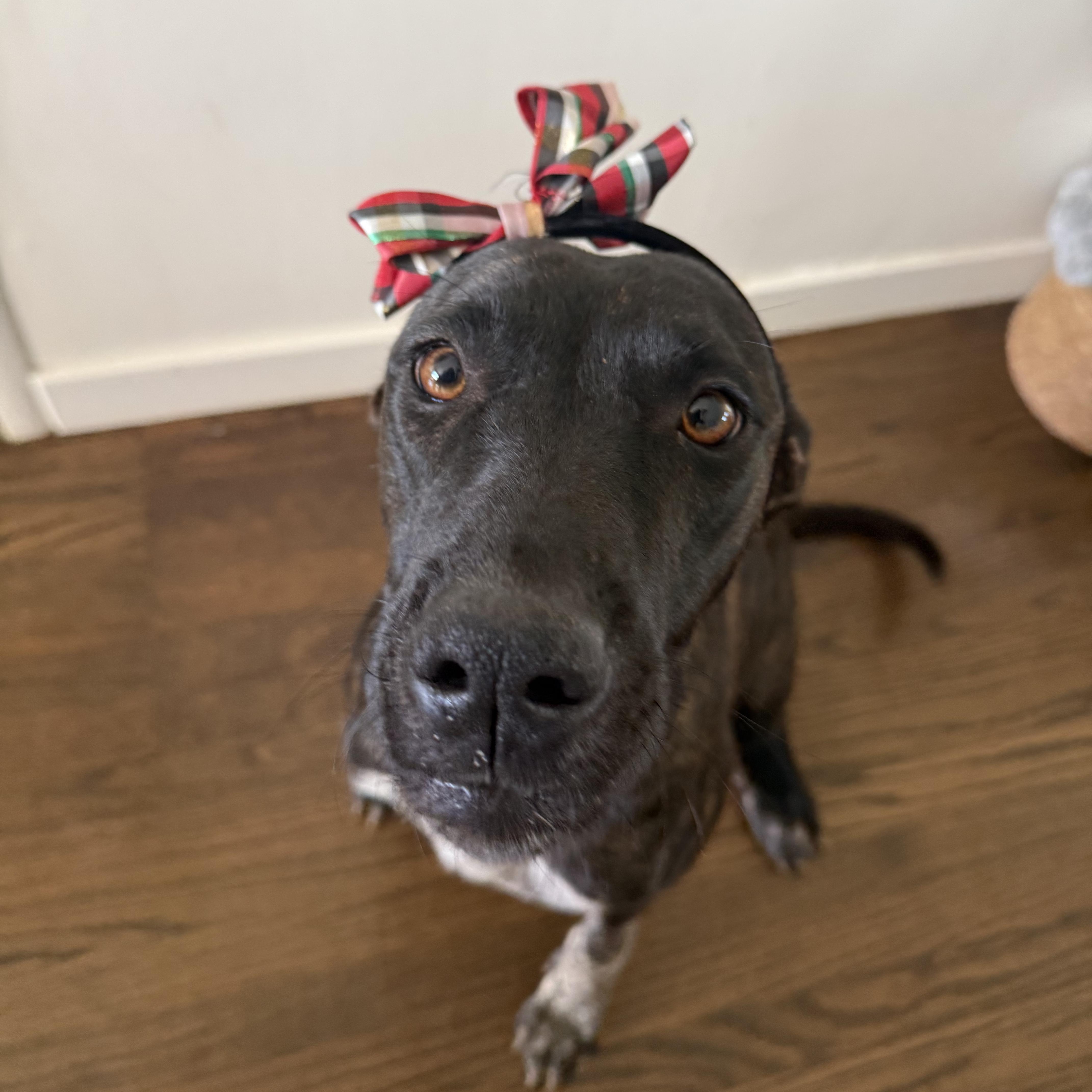 ODETTE!, Adoptable, Young Female German Shorthaired Pointer.