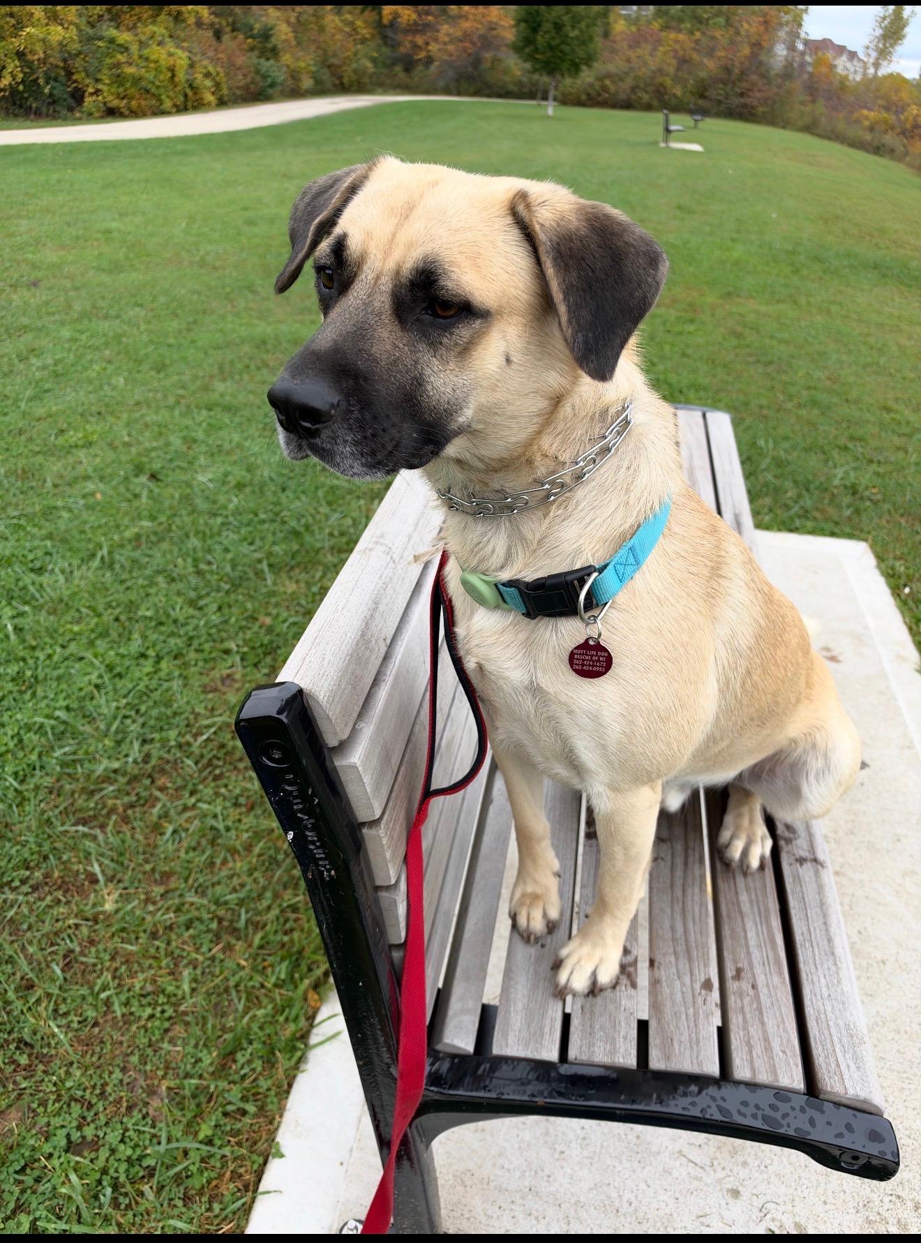 Enlarge Asher, a Adoptable mixed breed in Cedarburg, WI image 3/6