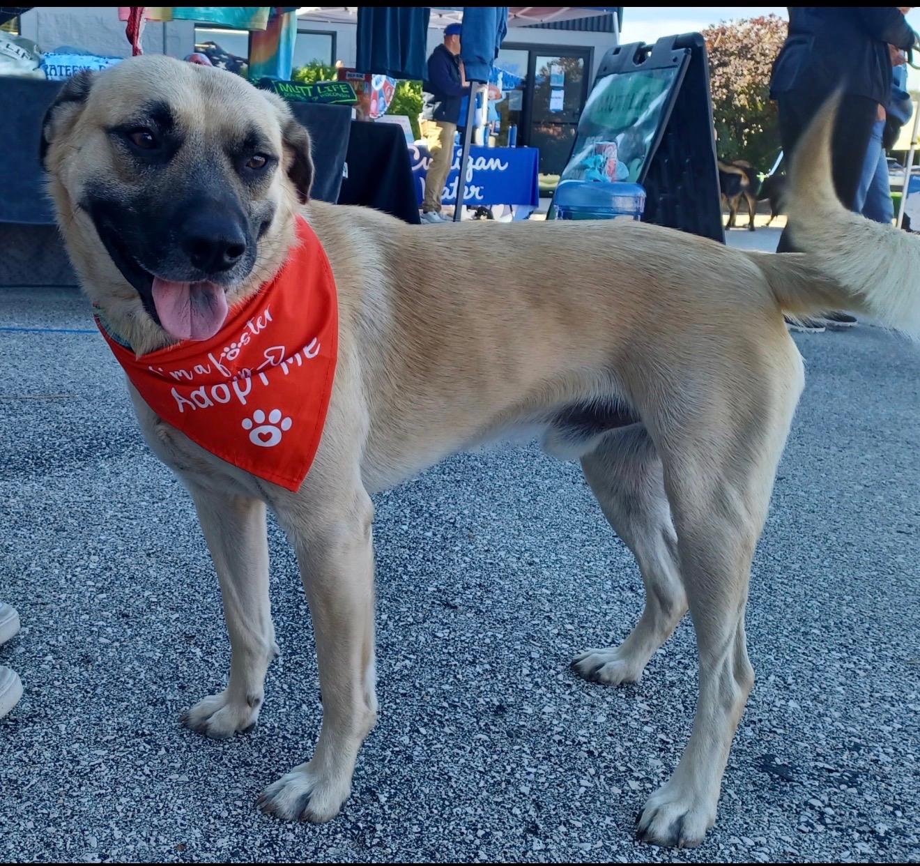 Enlarge Asher, a Adoptable mixed breed in Cedarburg, WI image 1/6